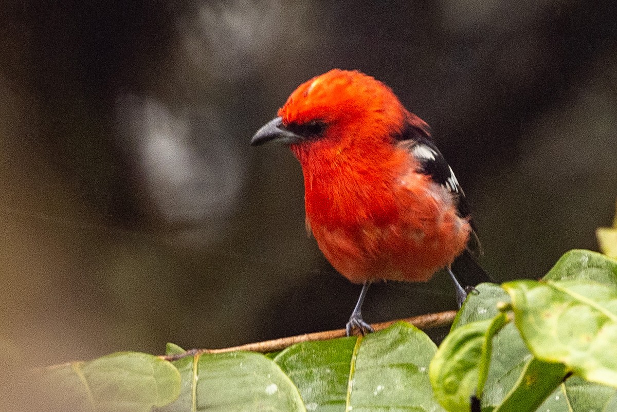 White-winged Tanager - ML620005944