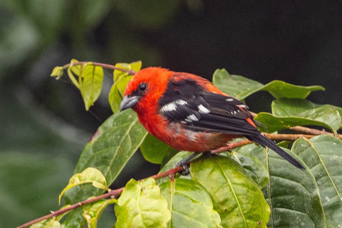 White-winged Tanager - ML620005945