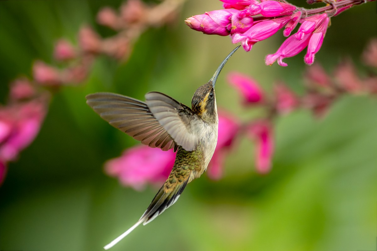 kolibřík pilozobý - ML620005948