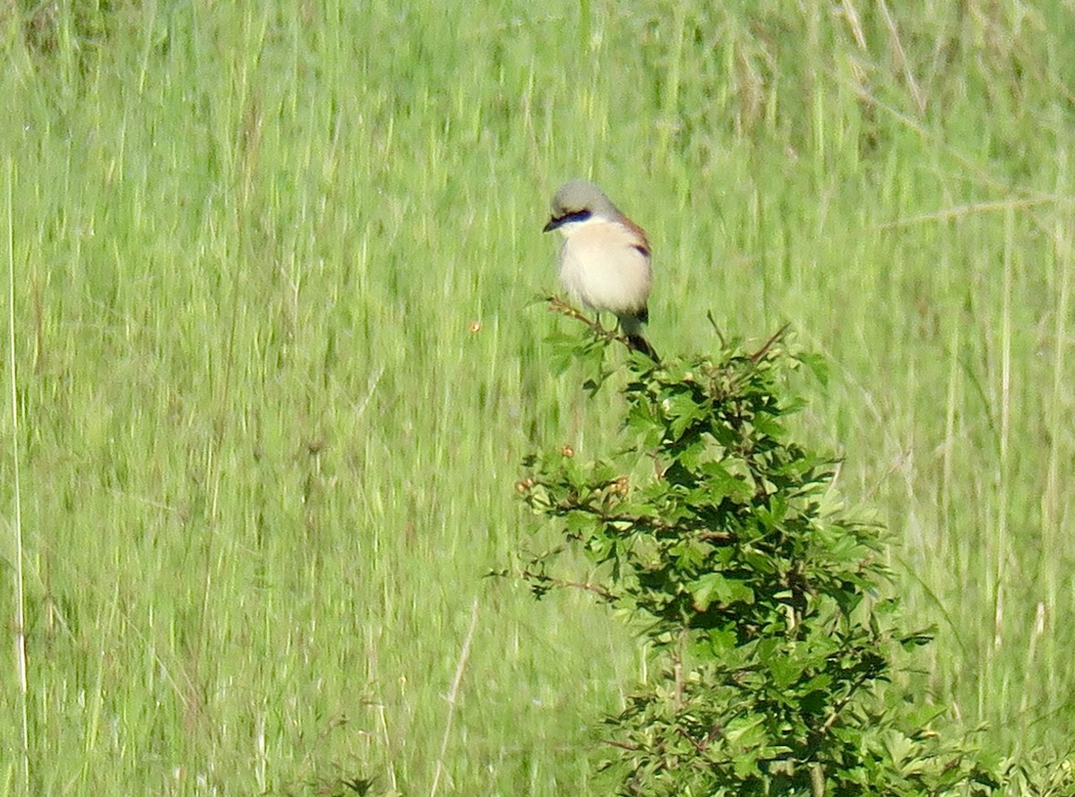 Red-backed Shrike - ML620005949