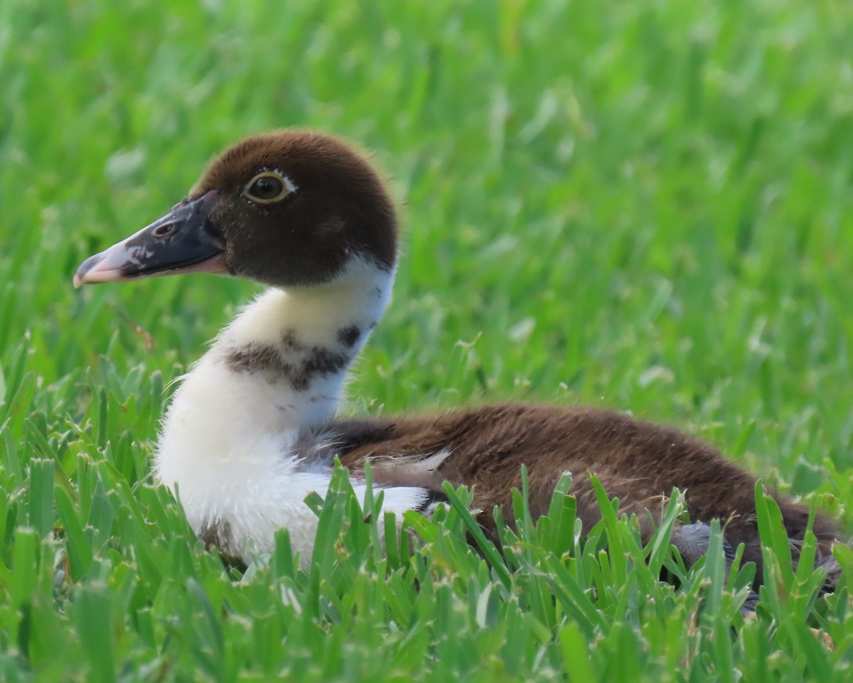 Muscovy Duck (Domestic type) - ML620005951