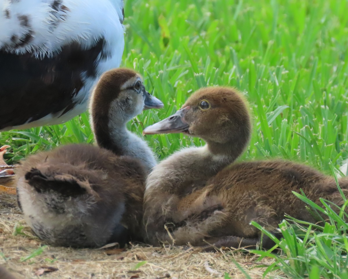 Muscovy Duck (Domestic type) - ML620005952