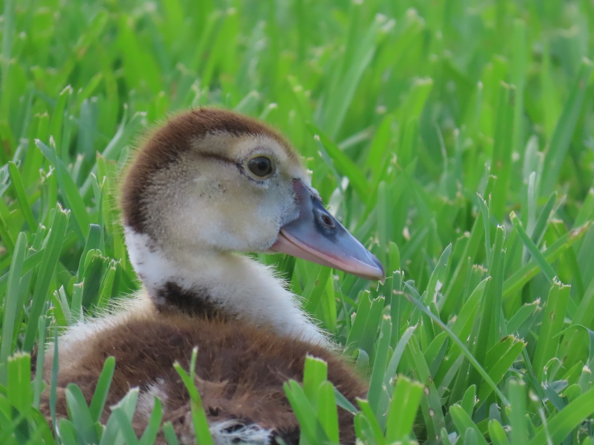 Canard musqué (forme domestique) - ML620005953