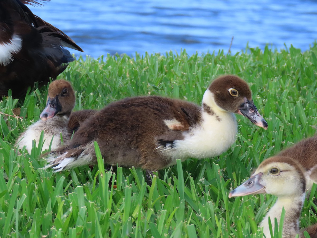 Muscovy Duck (Domestic type) - ML620005954