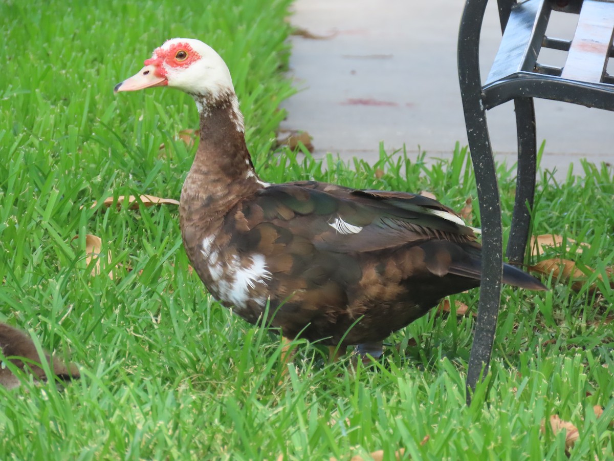 Muscovy Duck (Domestic type) - ML620005955