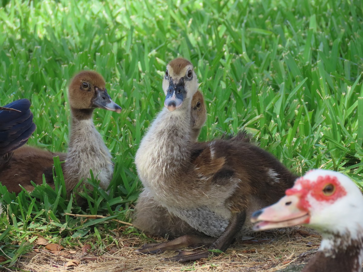 Muscovy Duck (Domestic type) - ML620005961