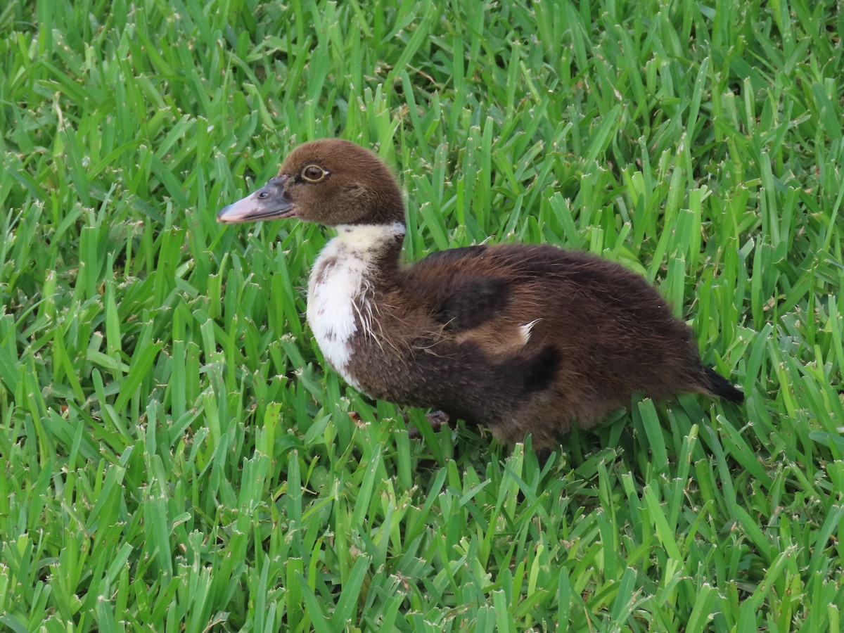 Muscovy Duck (Domestic type) - ML620005962