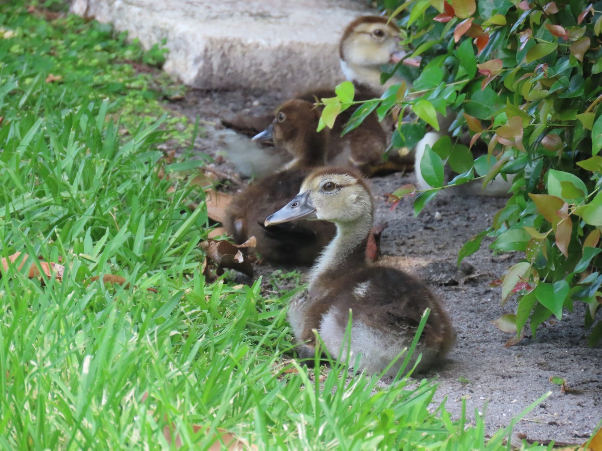 Muscovy Duck (Domestic type) - ML620005965