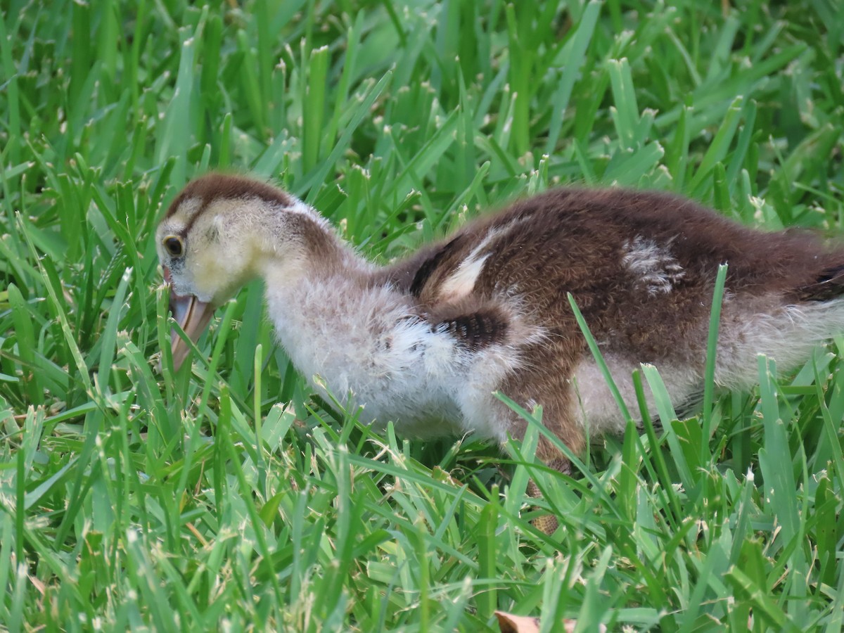 Muscovy Duck (Domestic type) - ML620005966