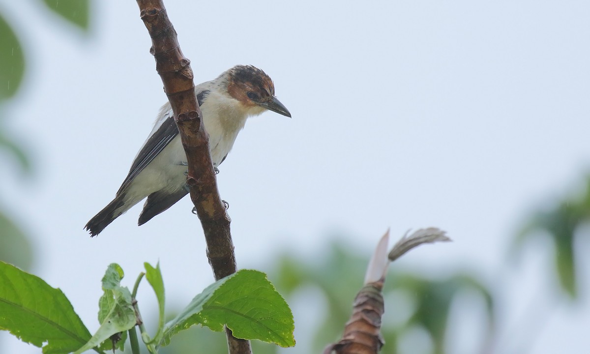 Black-crowned Tityra - ML620005972