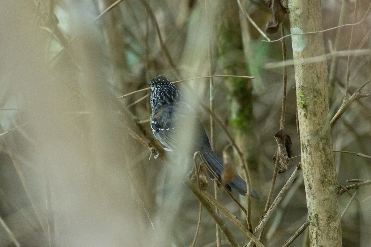 Dusky-tailed Antbird - ML620005977