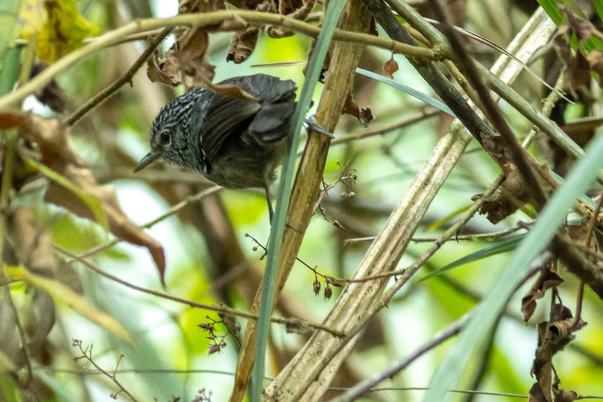 Dusky-tailed Antbird - ML620005979