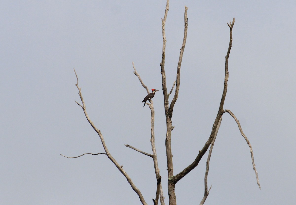 Pileated Woodpecker - ML620005984