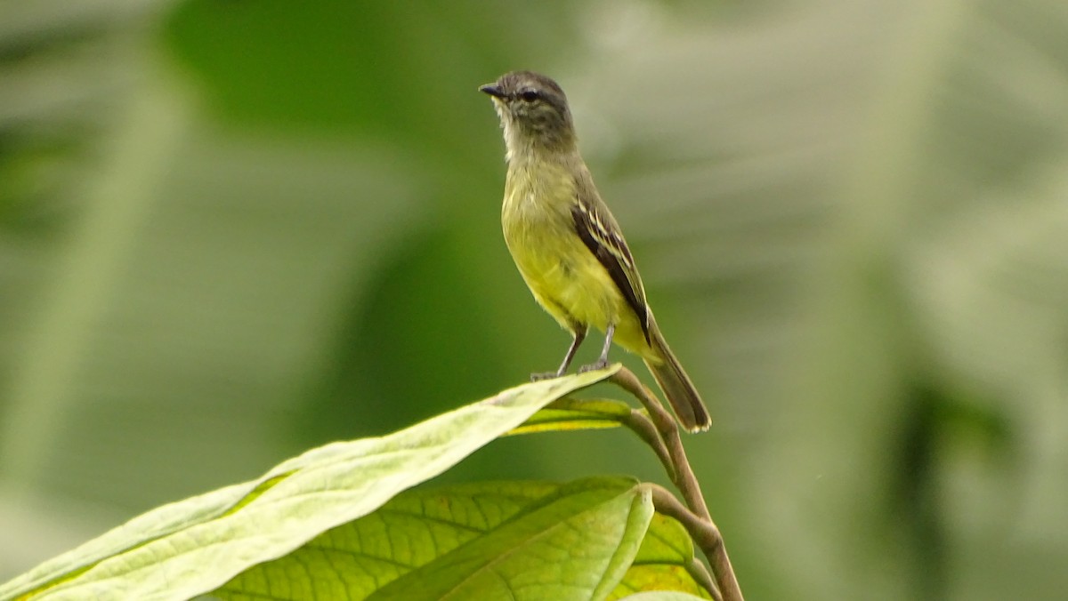 Sooty-headed Tyrannulet - ML620005993