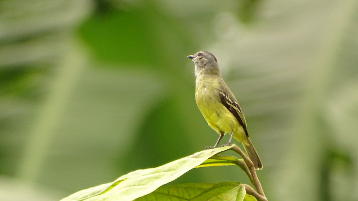 Sooty-headed Tyrannulet - ML620005996