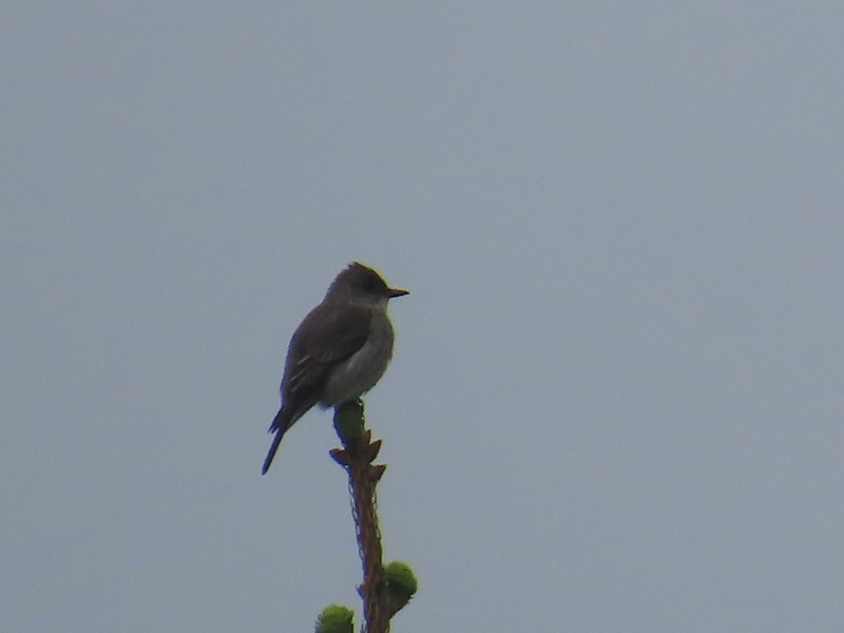 Olive-sided Flycatcher - ML620006001