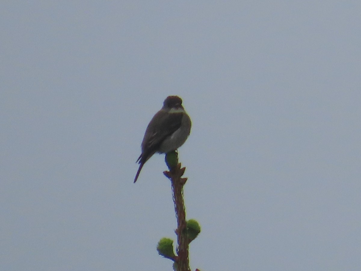 Olive-sided Flycatcher - ML620006003