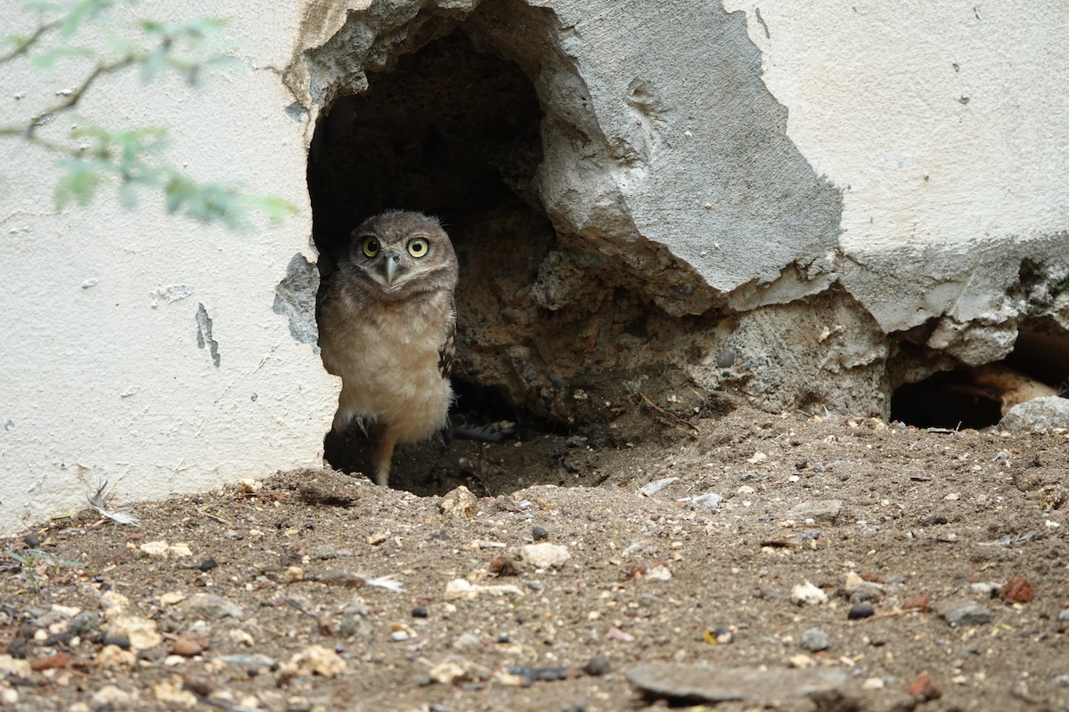 Burrowing Owl - ML620006013