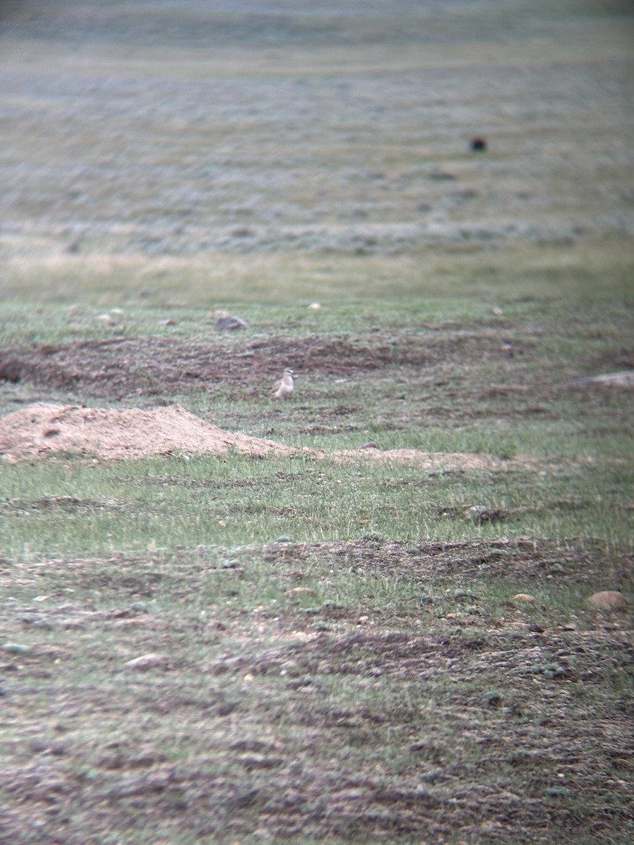 Mountain Plover - ML620006051