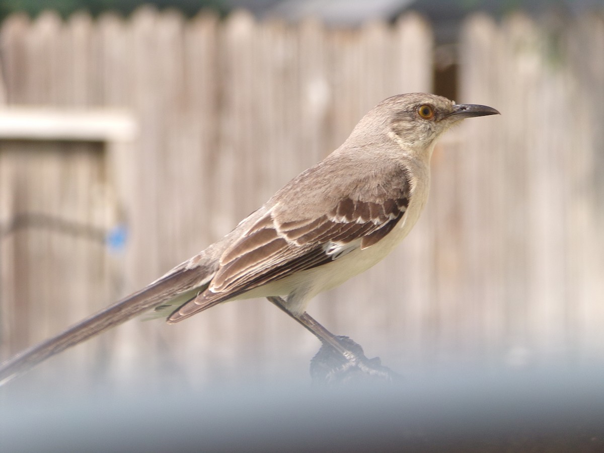 Northern Mockingbird - ML620006059