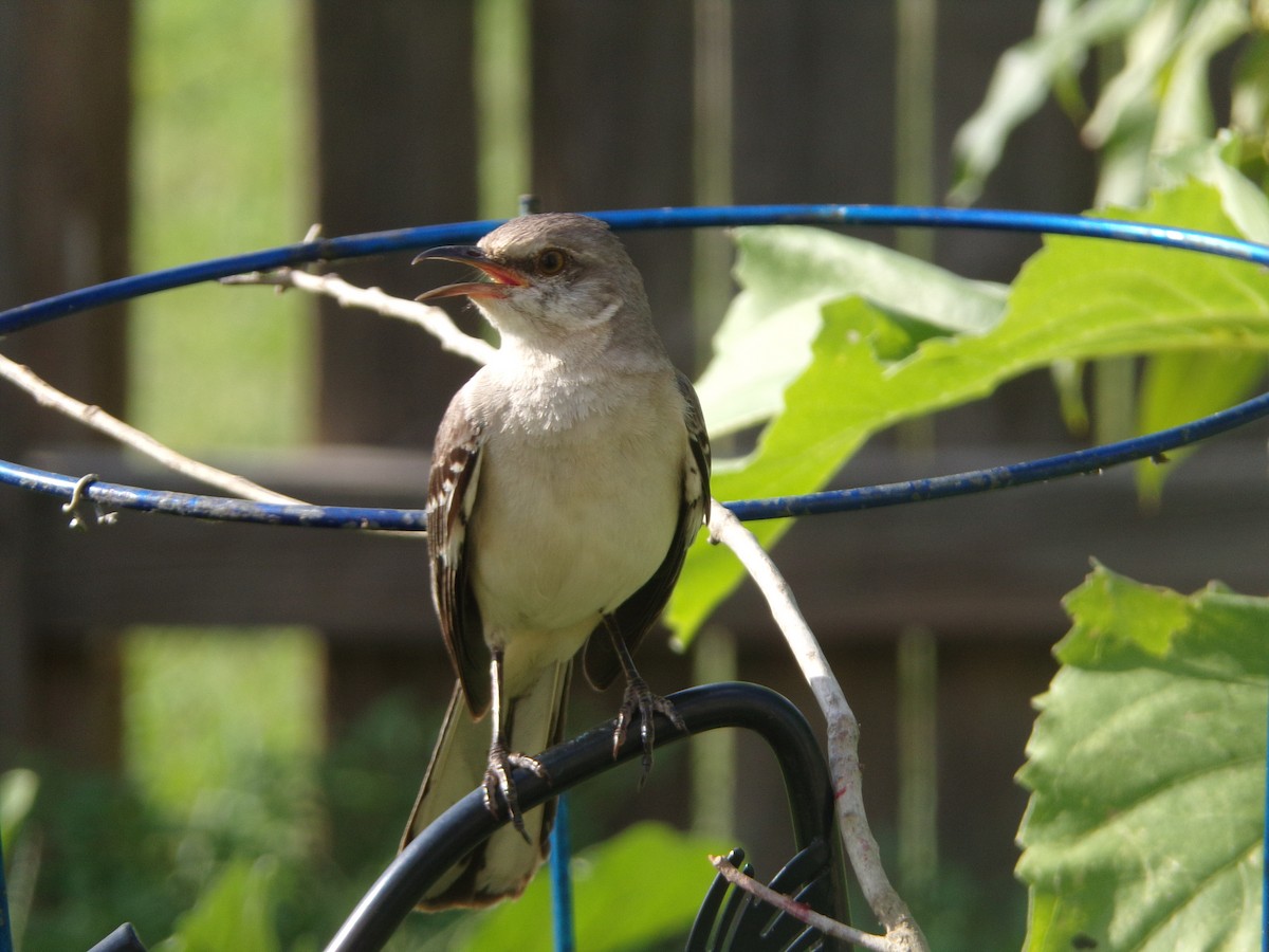 Northern Mockingbird - ML620006060