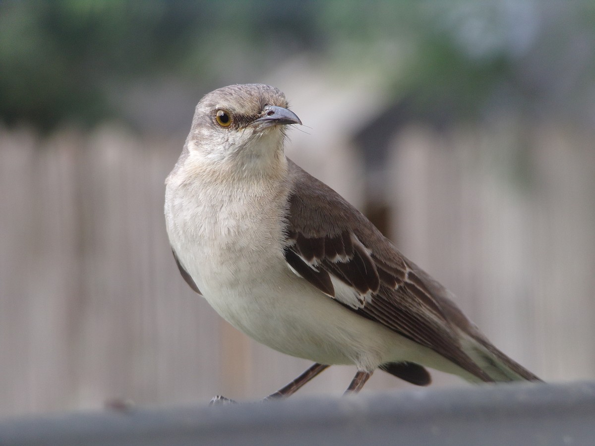 Northern Mockingbird - ML620006061