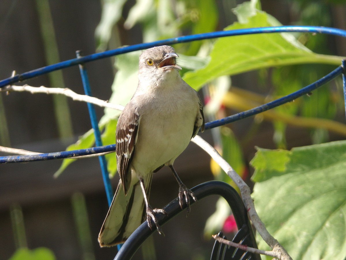 Northern Mockingbird - ML620006063