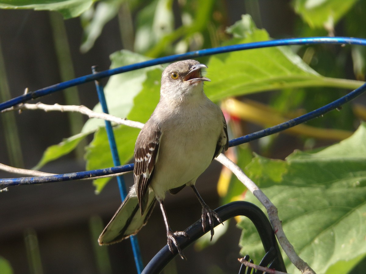 Northern Mockingbird - ML620006064