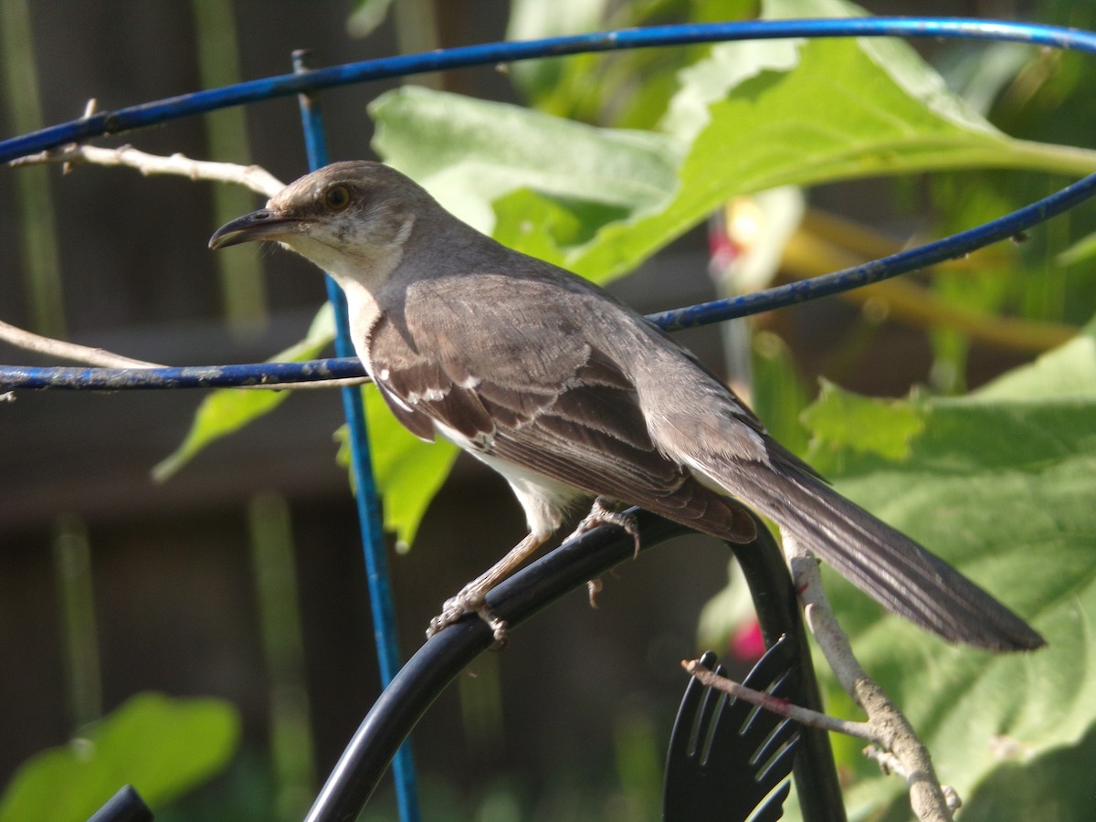 Northern Mockingbird - ML620006065