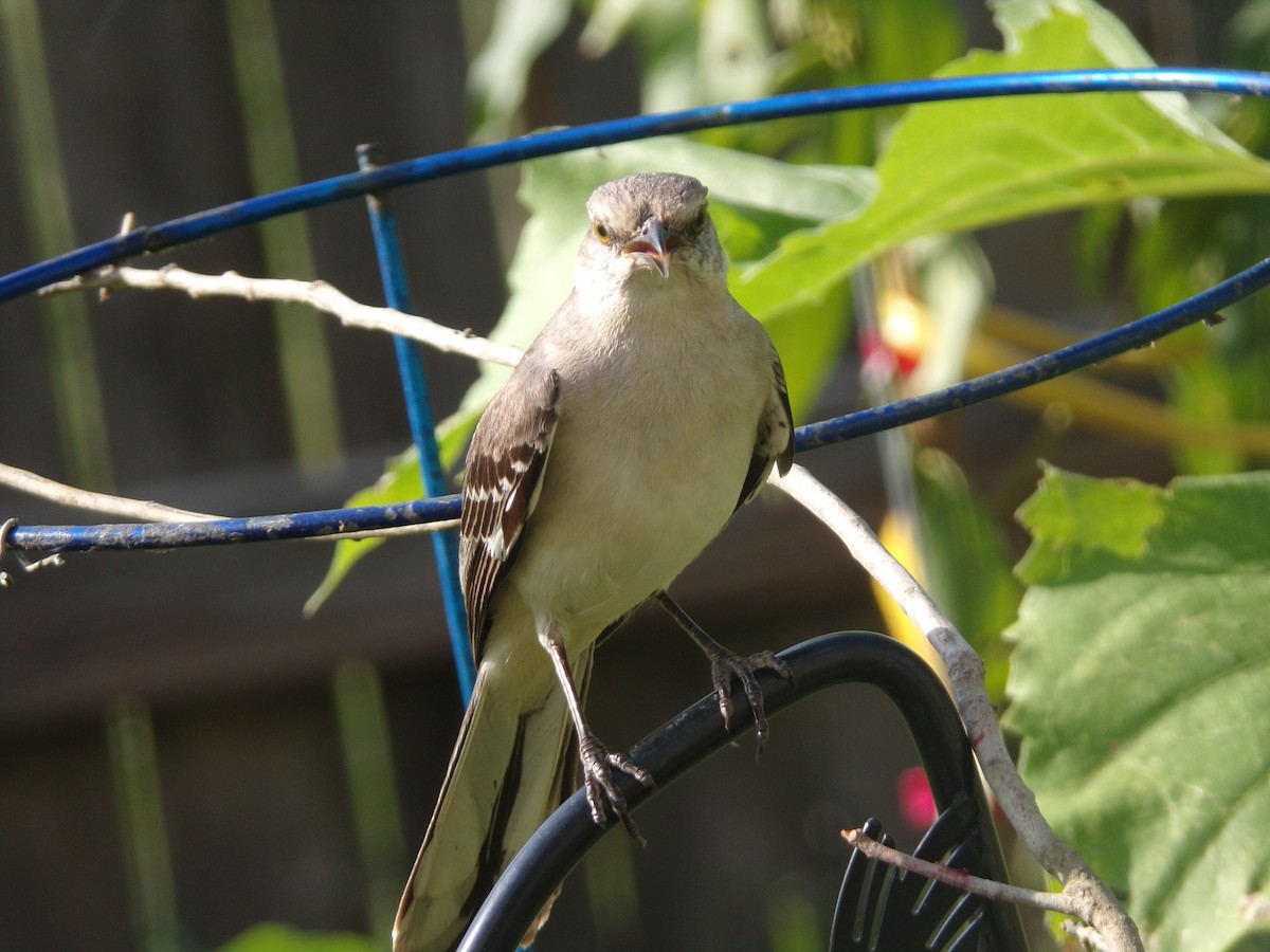 Northern Mockingbird - ML620006068