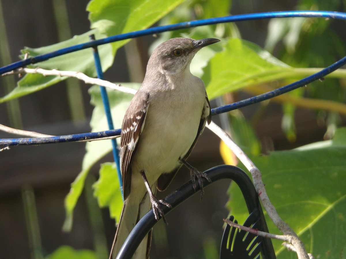 Northern Mockingbird - ML620006069