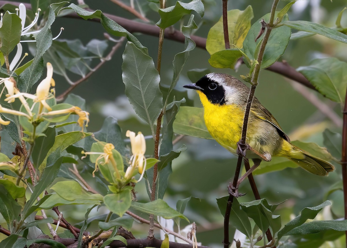 Common Yellowthroat - ML620006070