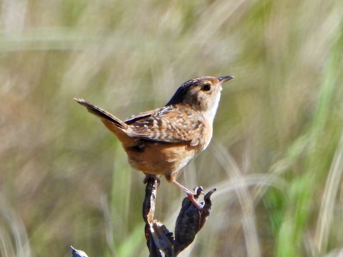 Sedge Wren - ML620006071