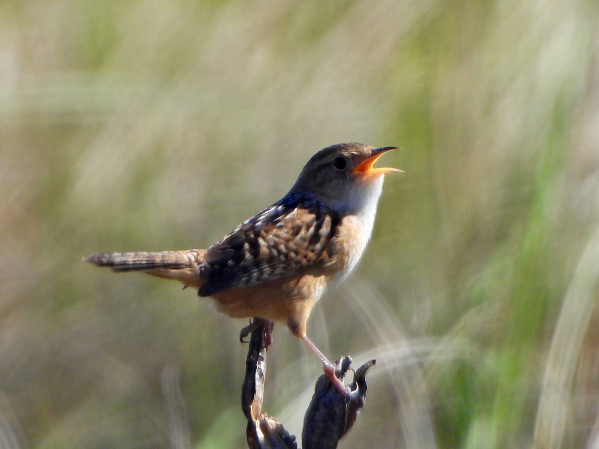 Sedge Wren - ML620006074