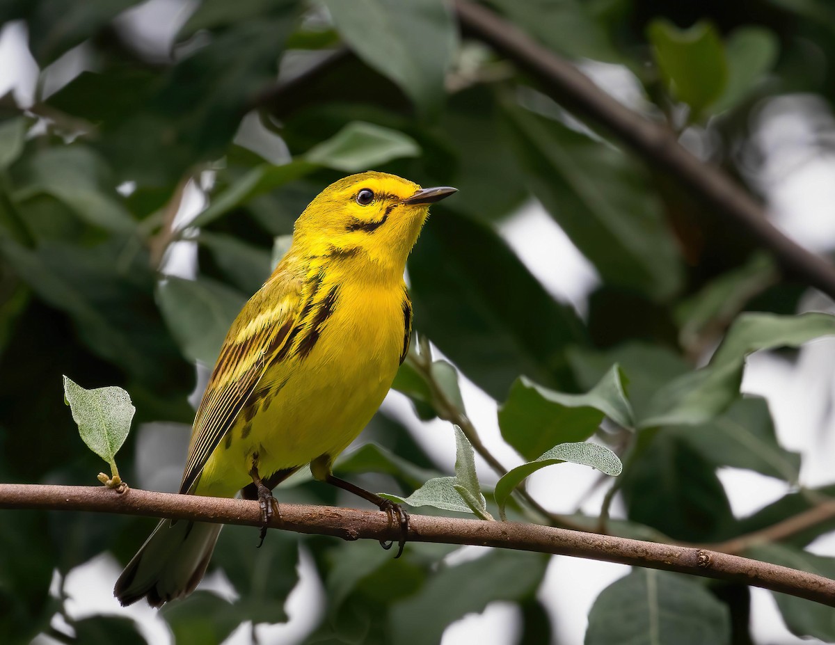 Prairie Warbler - ML620006077