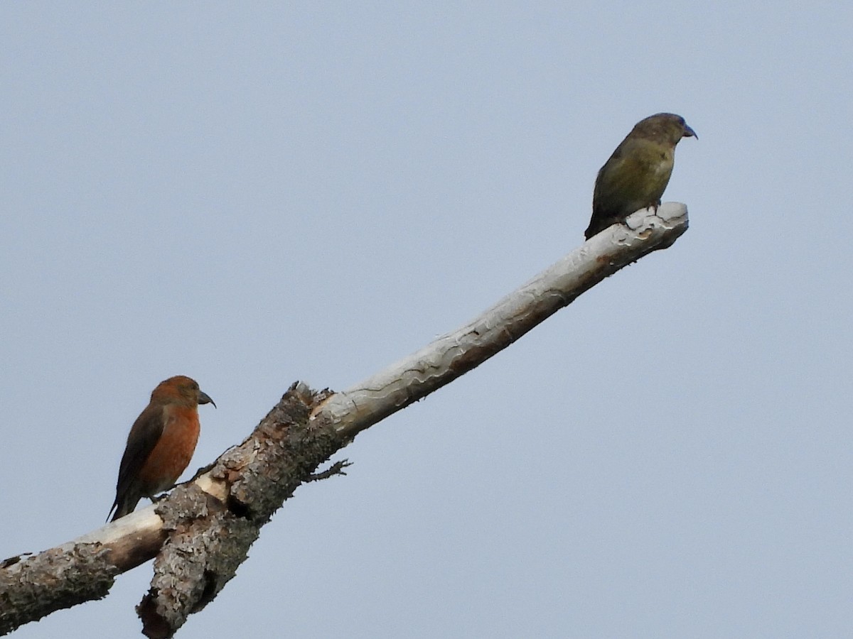 Red Crossbill - ML620006078