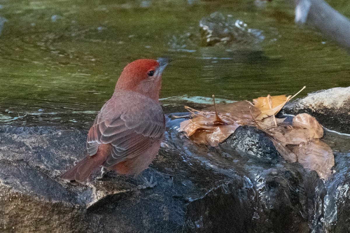 Hepatic Tanager - ML620006079