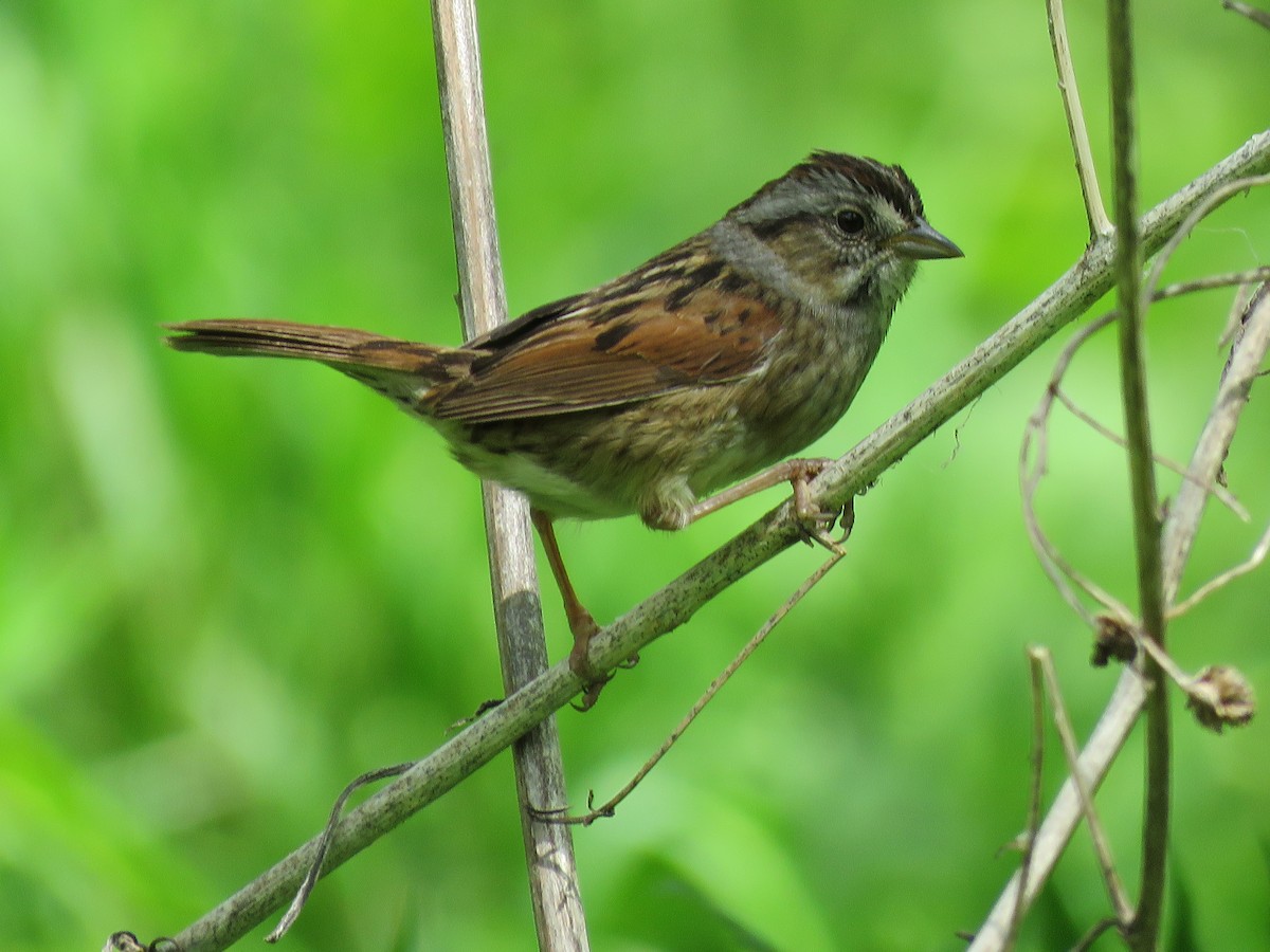 Swamp Sparrow - ML620006082