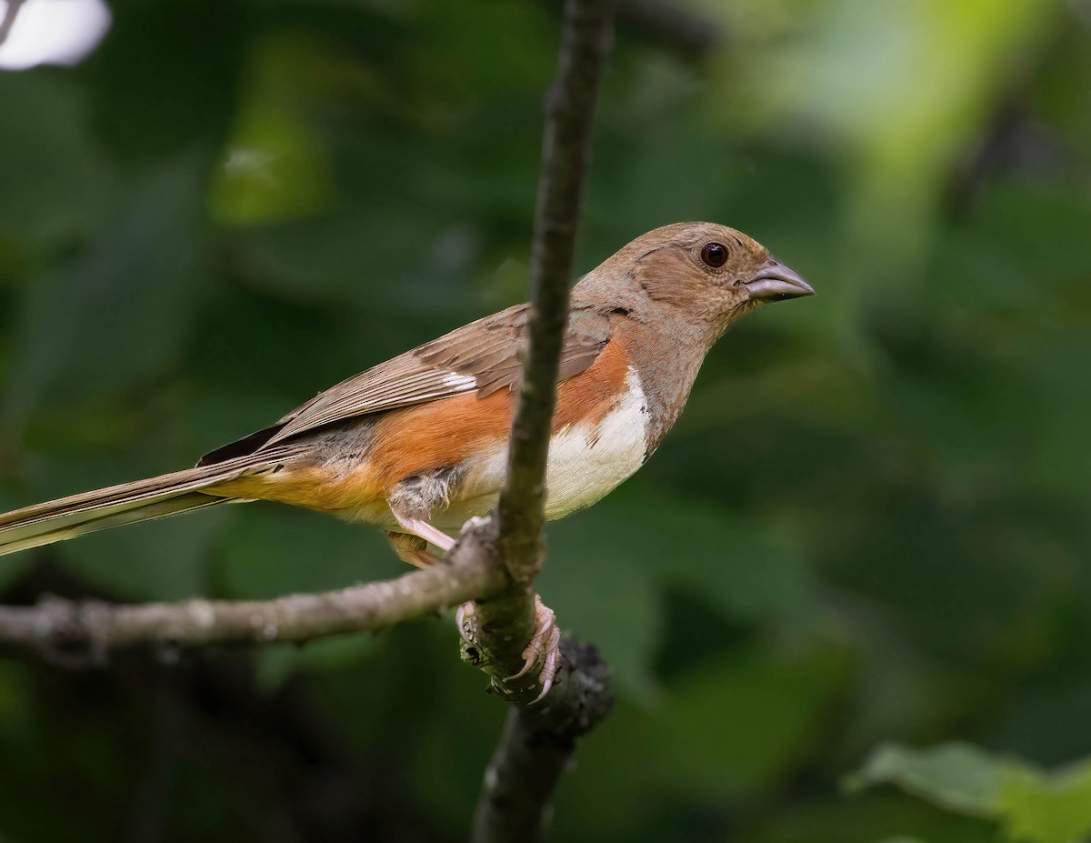 Eastern Towhee - ML620006089