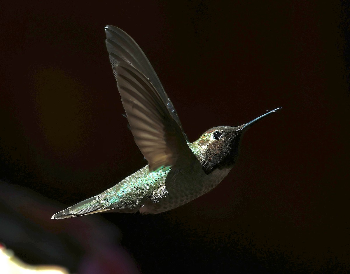 Anna's Hummingbird - ML620006090