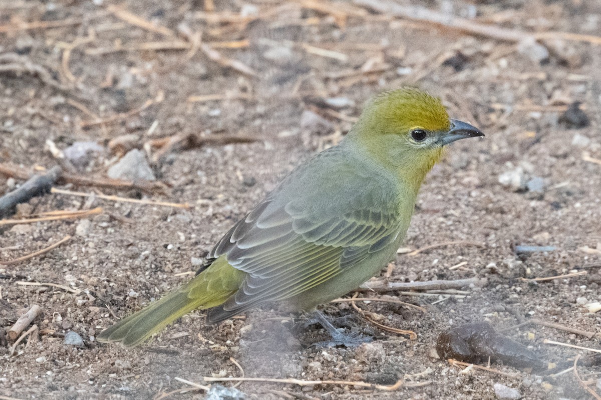 Hepatic Tanager - ML620006091