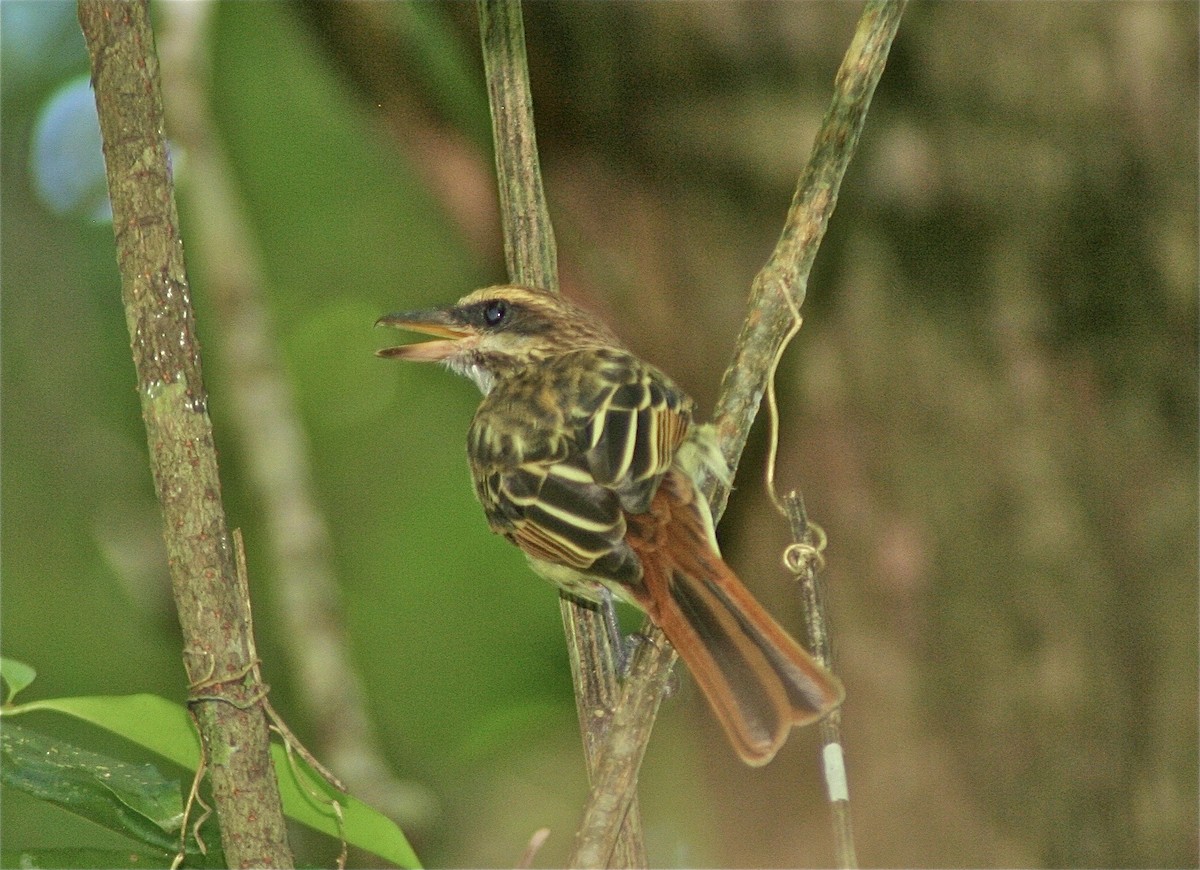 Streaked Flycatcher - ML620006092