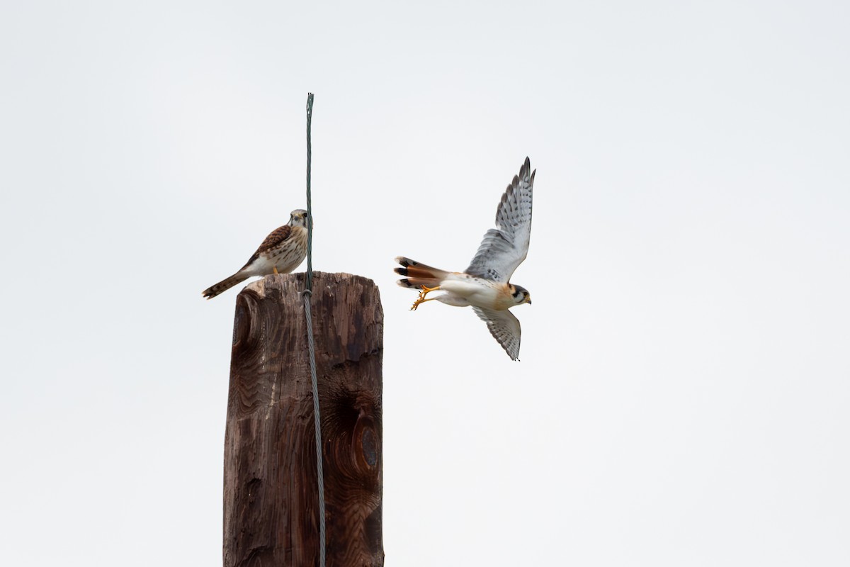 American Kestrel (Southeastern) - Kyle Matera