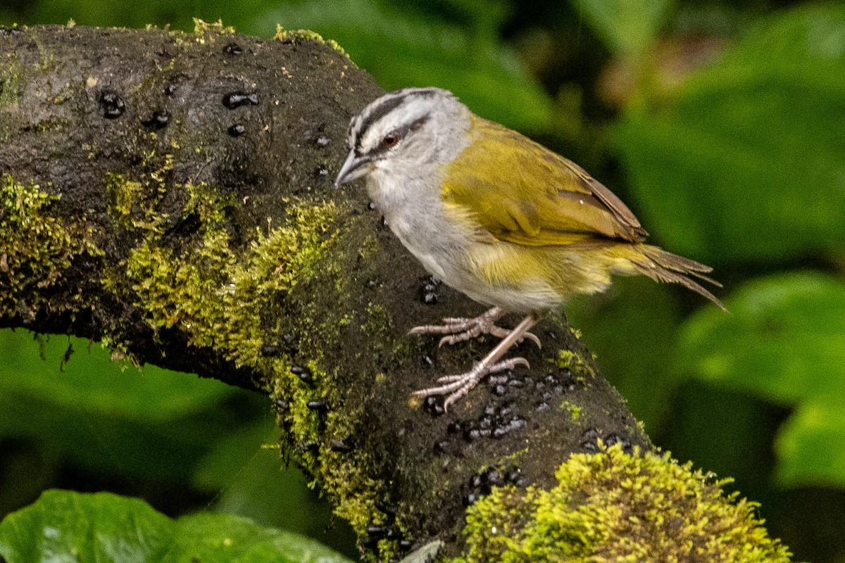 Black-striped Sparrow - ML620006101