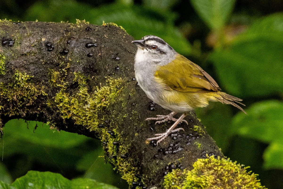 Black-striped Sparrow - ML620006102