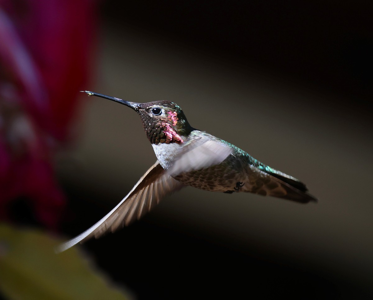 rødmaskekolibri - ML620006104