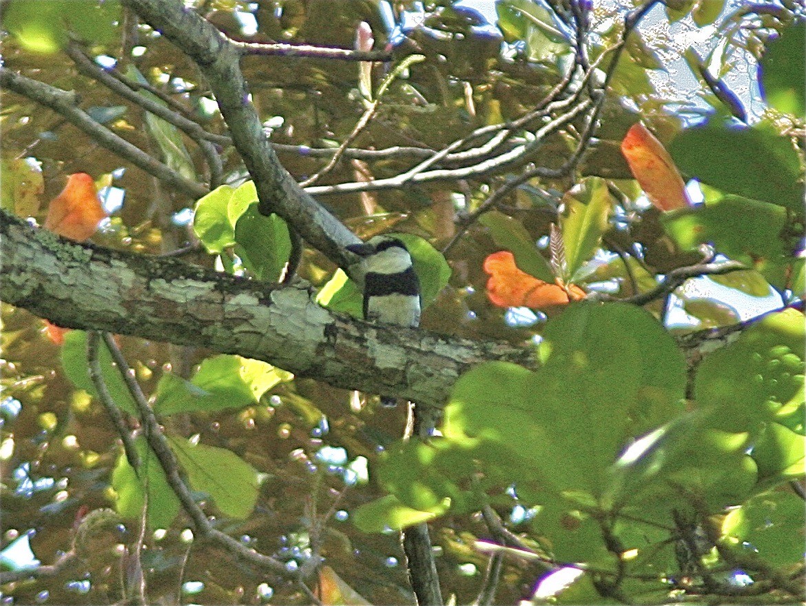 White-necked Puffbird - ML620006107