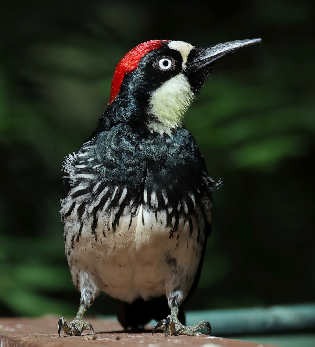 Acorn Woodpecker - ML620006113