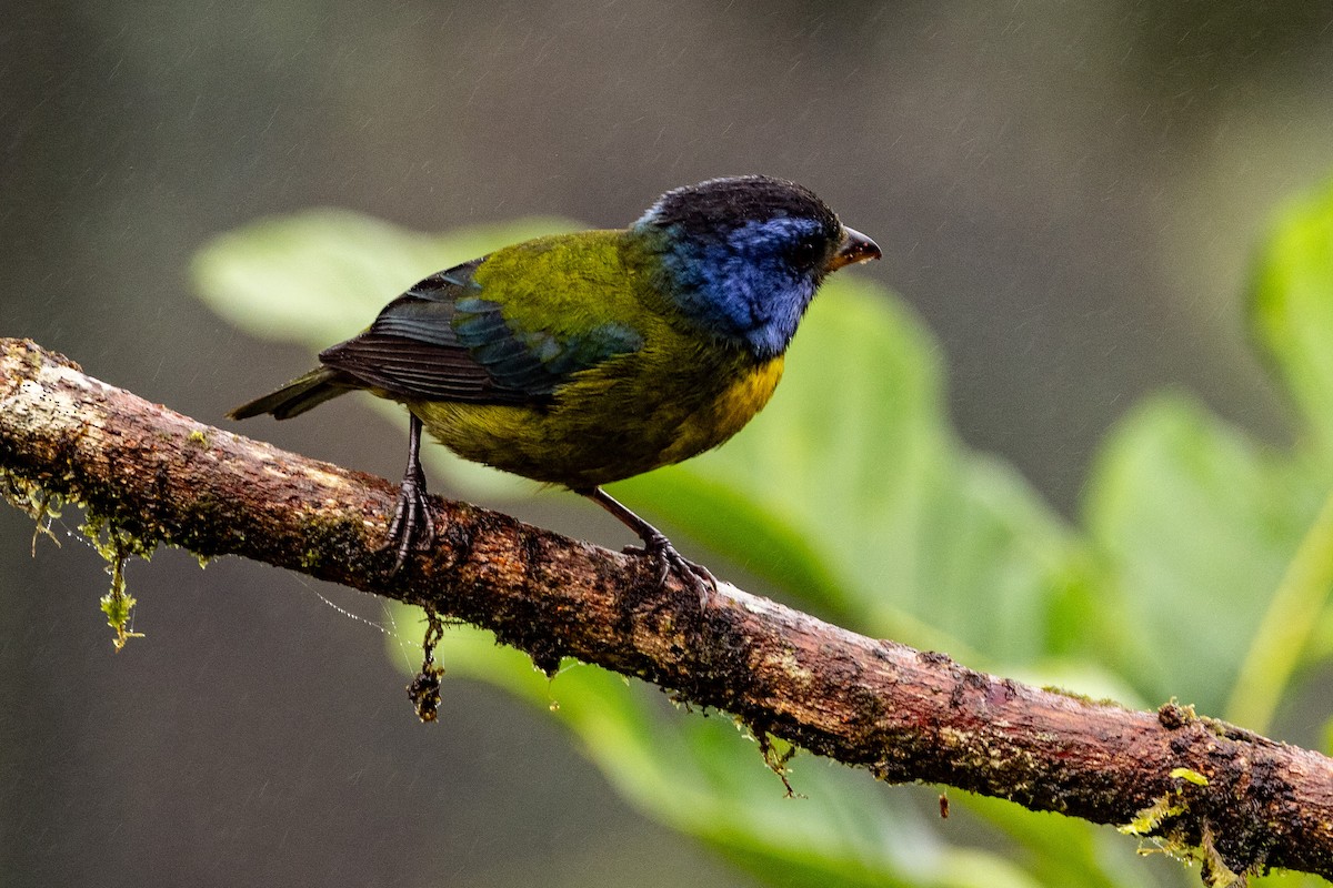 Moss-backed Tanager - ML620006115