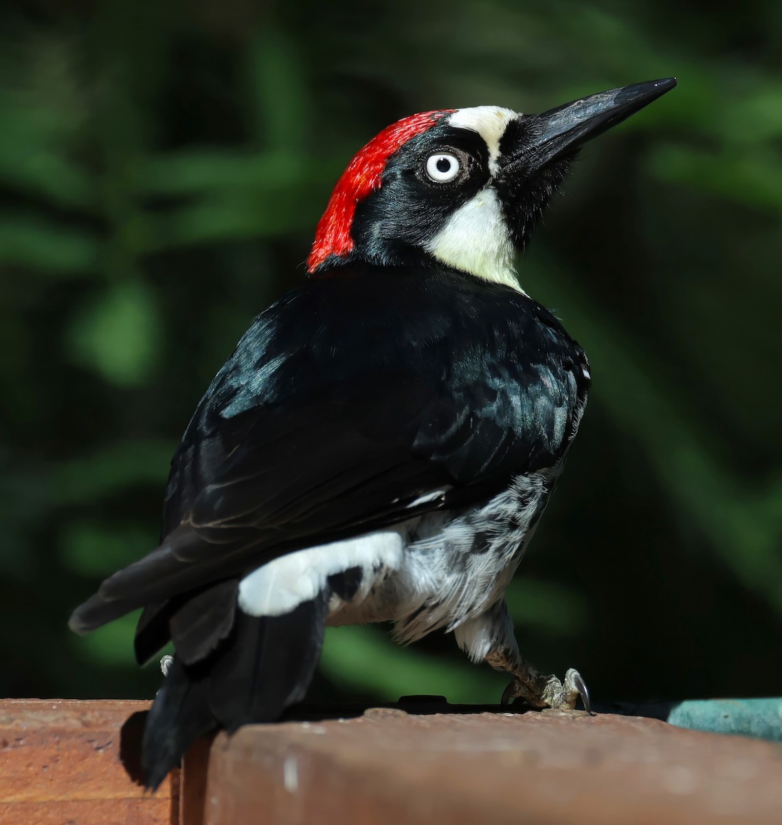 Acorn Woodpecker - ML620006119